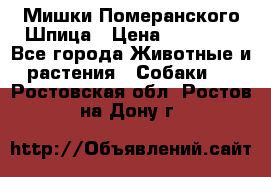 Мишки Померанского Шпица › Цена ­ 60 000 - Все города Животные и растения » Собаки   . Ростовская обл.,Ростов-на-Дону г.